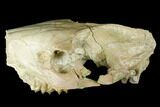 Fossil Oreodont (Merycoidodon) Skull - Wyoming #174373-5